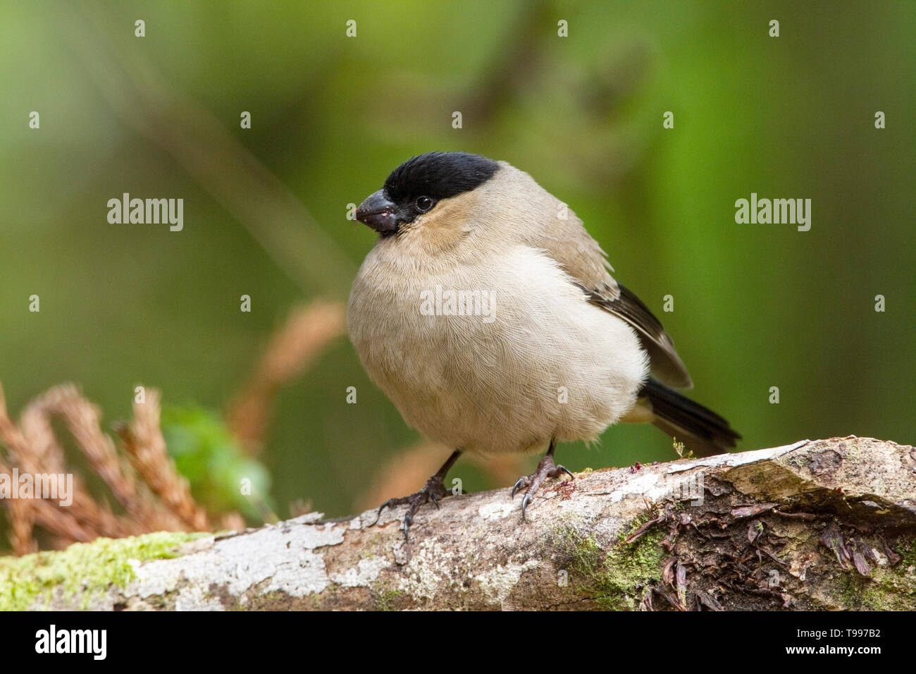 Azorean bullfinches hi-res stock photography and images - Alamy