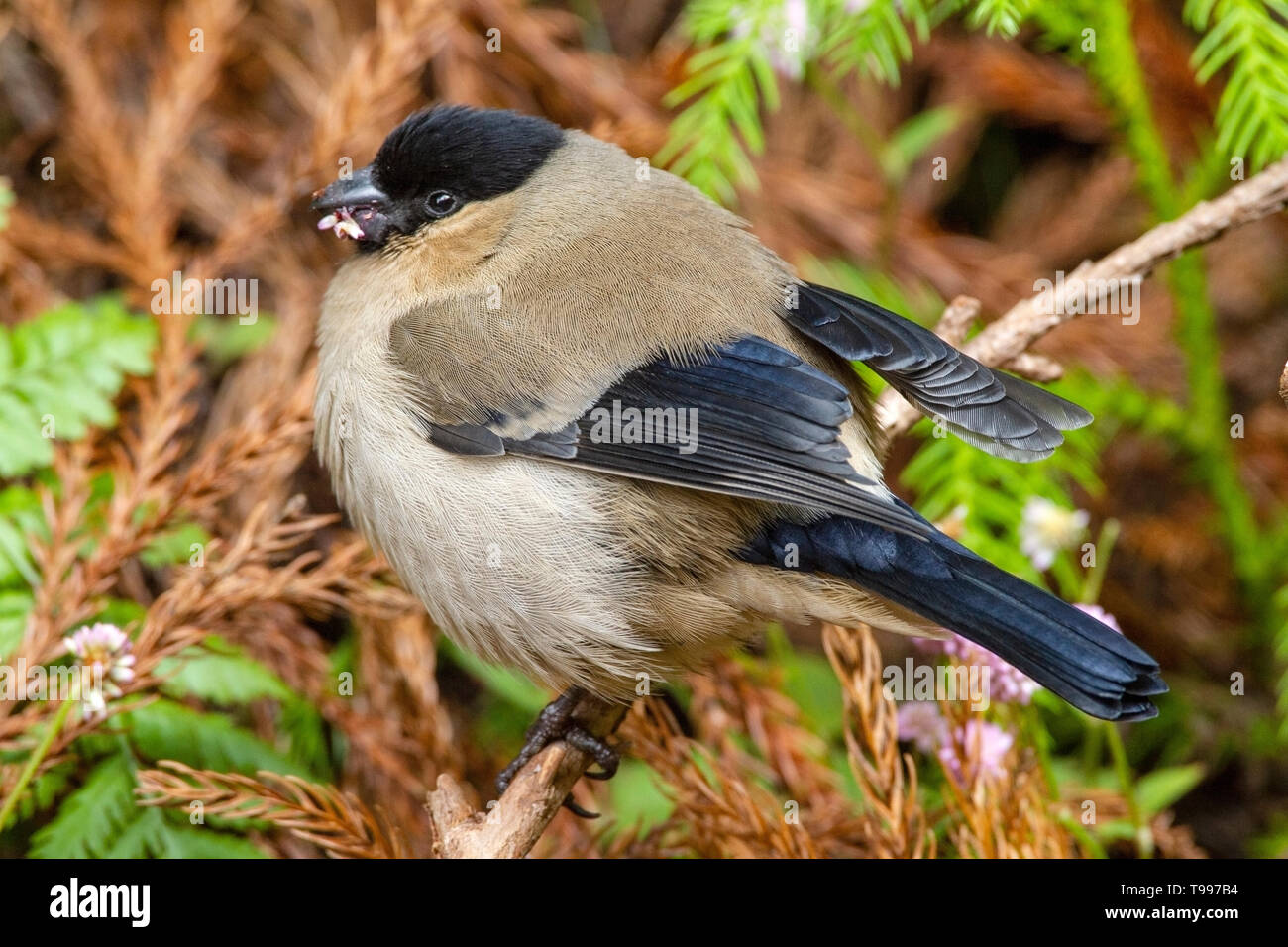 Azorean bullfinches hi-res stock photography and images - Alamy