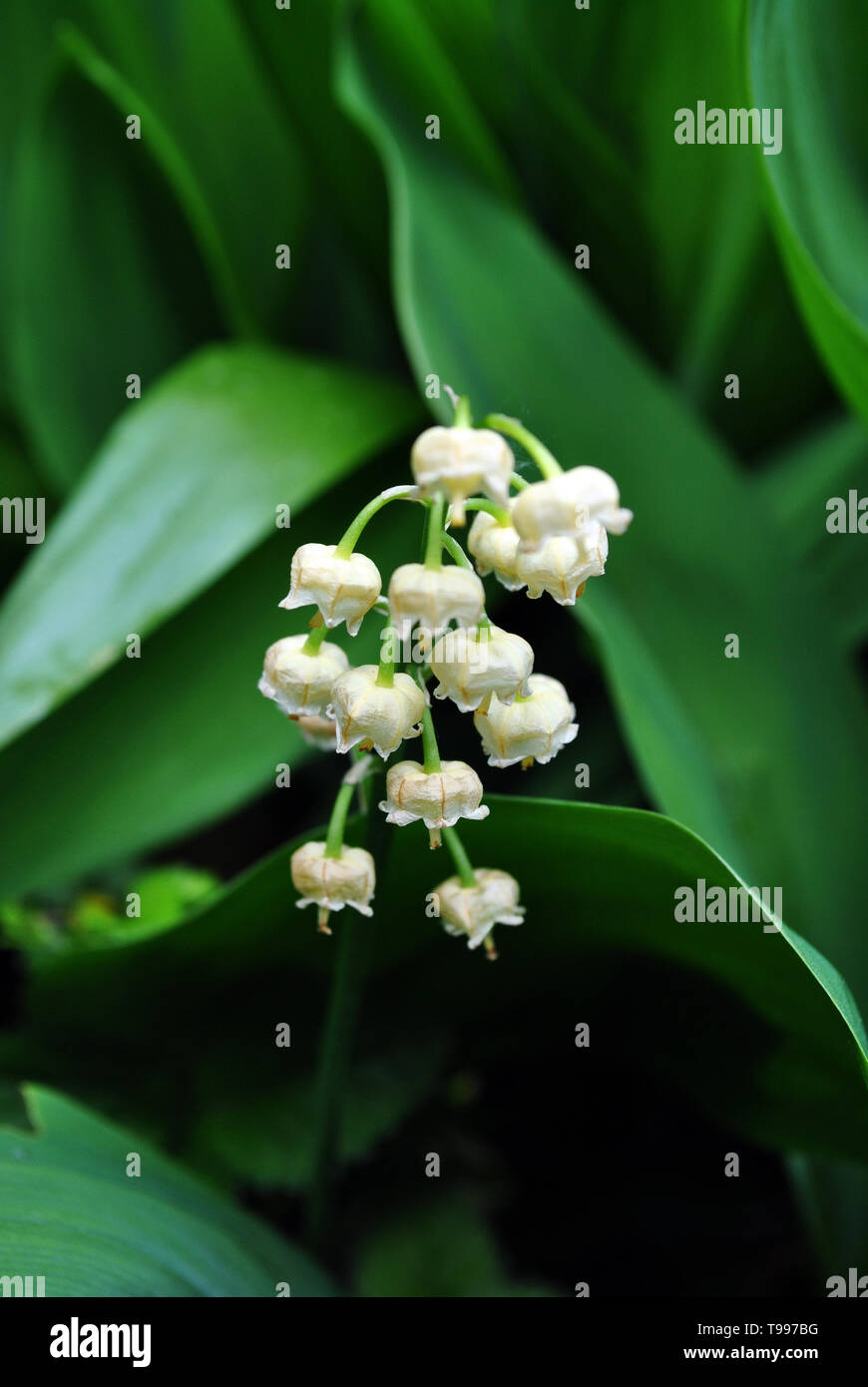 Lily of the valley or may-lily white flowers and green leaves, soft ...