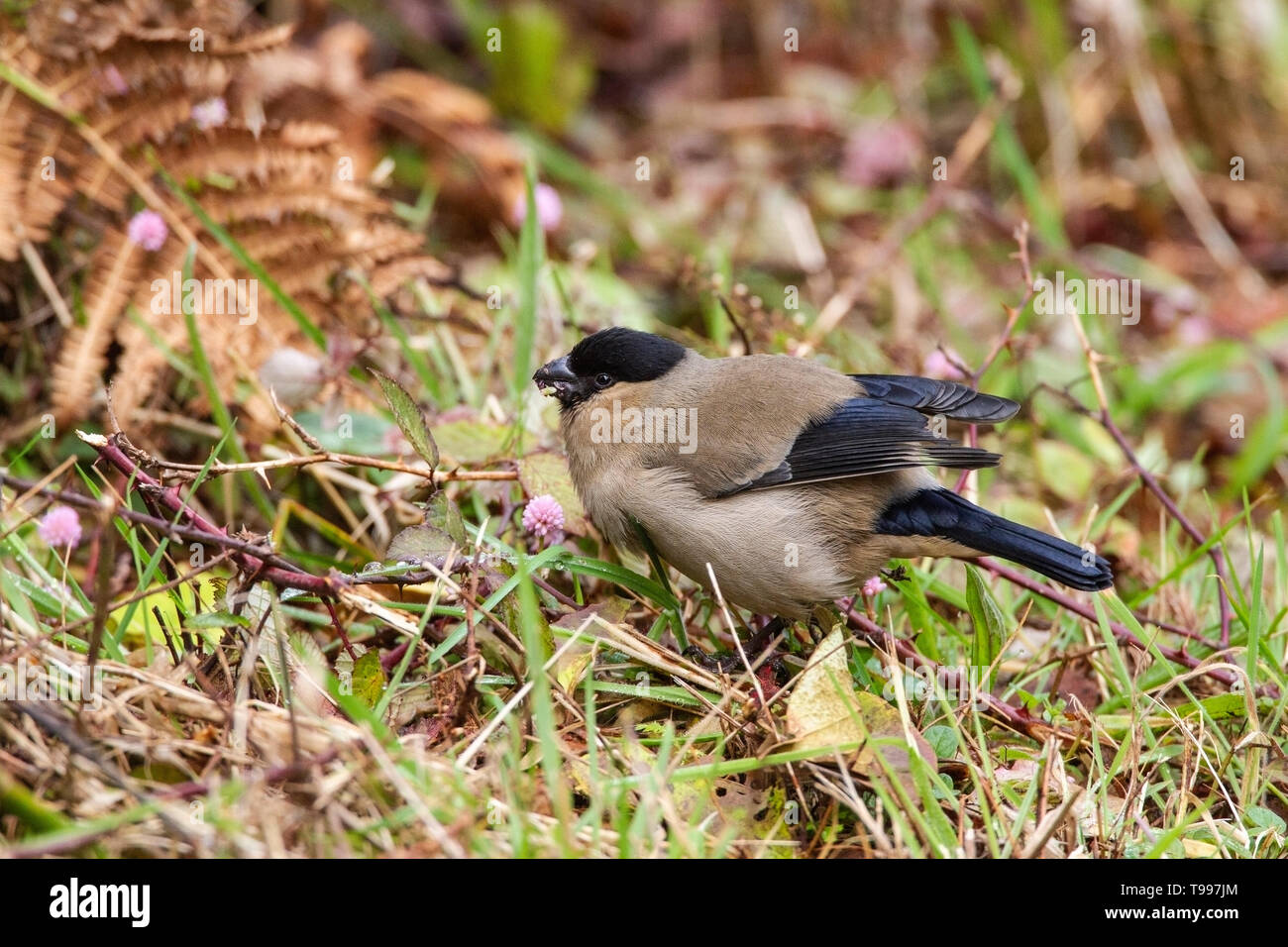 Azorean bullfinch, adult feeding on seeds, Sao Miguel island, Azores 1 ...