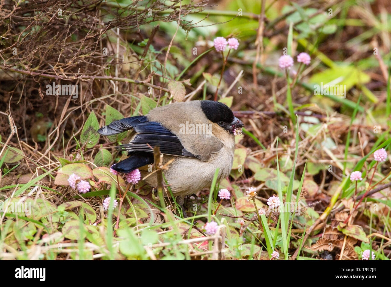 Azorean wildlife hi-res stock photography and images - Alamy