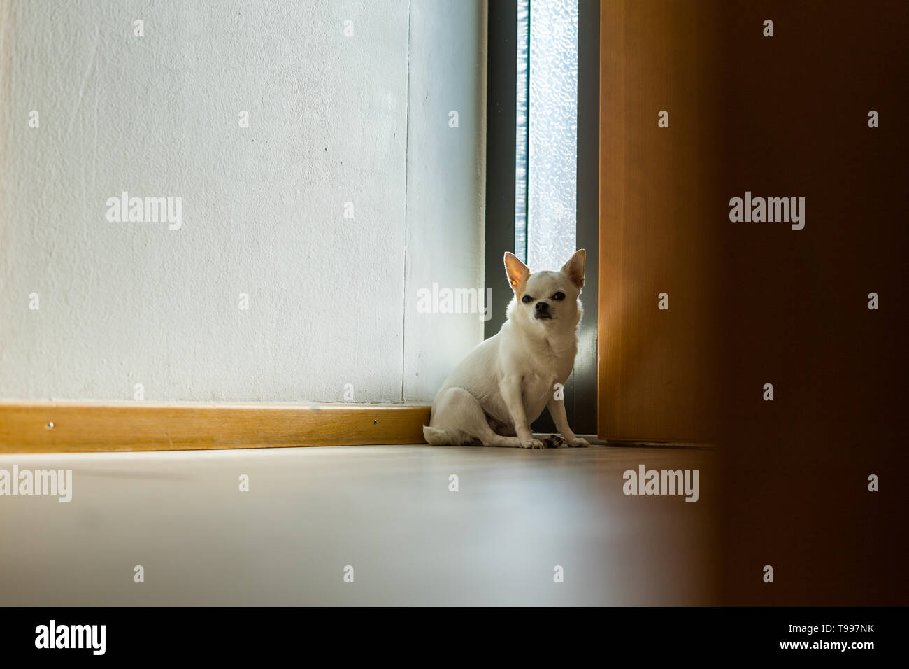 Sitting Chihuahua indoor Stock Photo