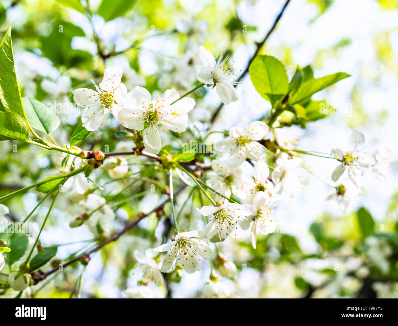 Springtime spring tree orchard hi-res stock photography and images - Alamy