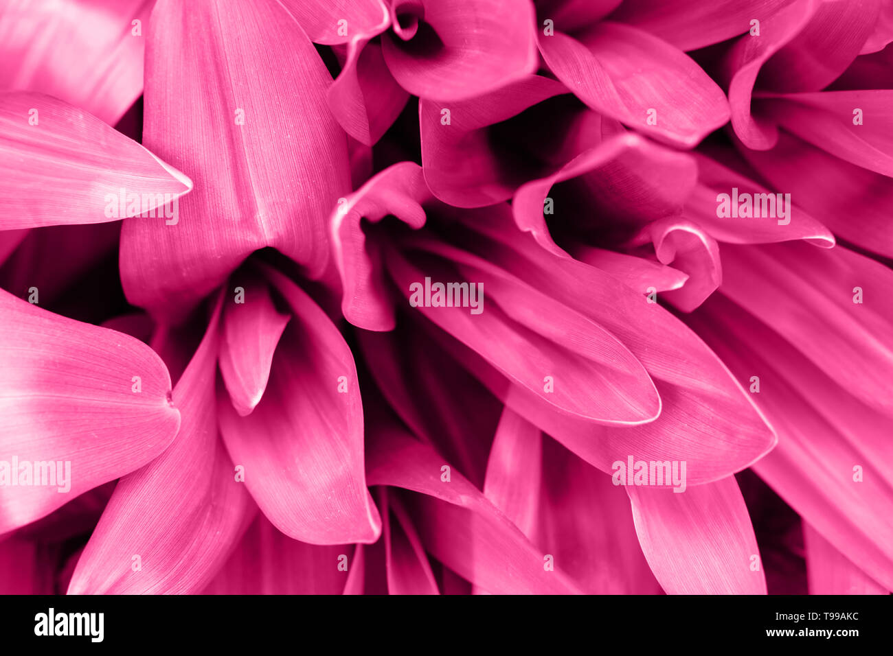 Bright magenta pink leaves top view minimalistic background. Floral backdrop concept. Foliage plant twigs texture. Flower petals close up. Floristry hobby. Web banner, greeting card idea Stock Photo