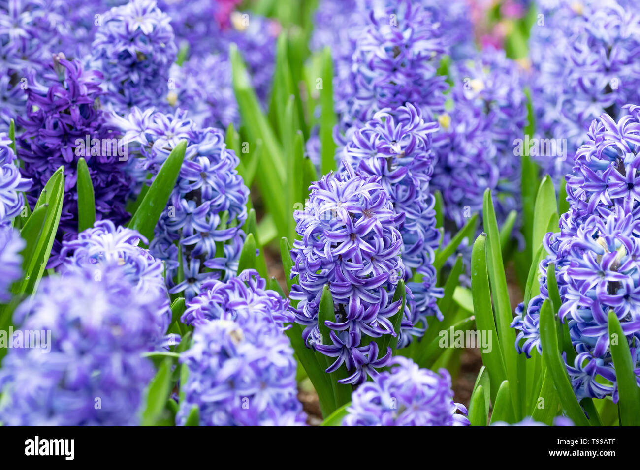 hyacinth flower in the garden. macro of purple hyacinth flower meadow in spring season. hyacinth flowers as background or greeting card. Stock Photo