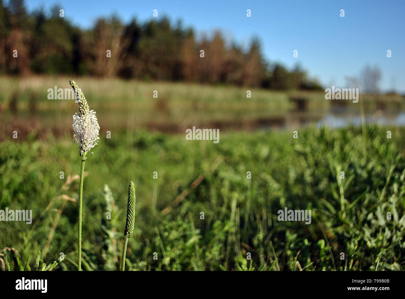 Greater Plantain or fleaworts (Plantago major) plant flower blooming on blurry landscape background, glade, wood and blue sky Stock Photo