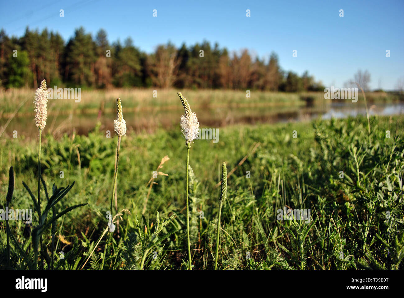 White greater plantain or fleaworts (Plantago major) plant flowers blooming on blurry landscape background, glade, river, wood and blue sky Stock Photo