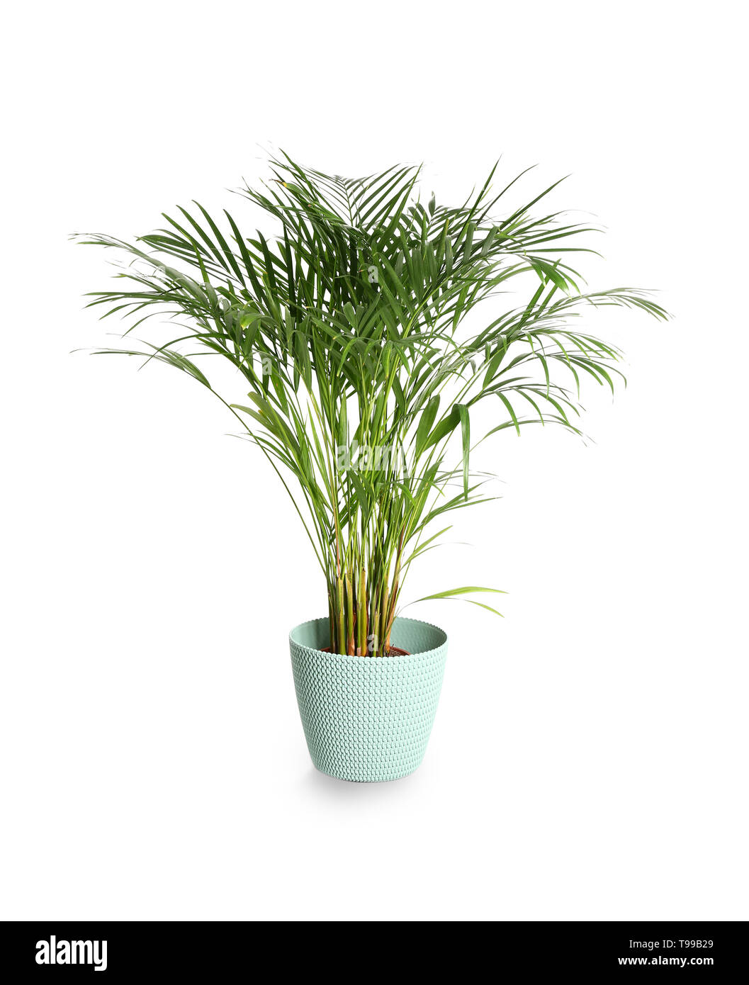 Decorative Areca palm on white background Stock Photo