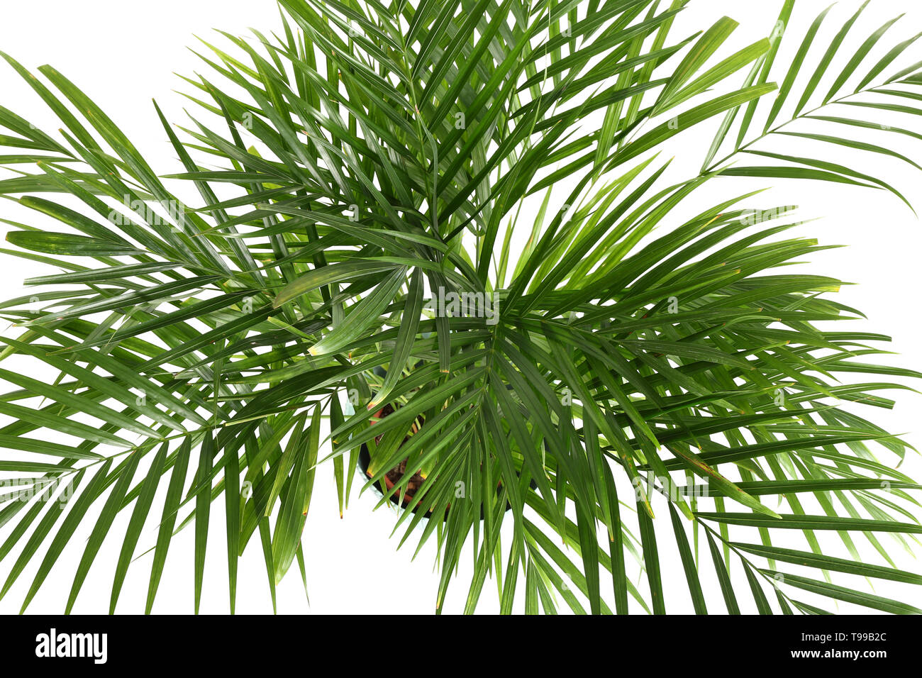 Decorative Areca palm on white background Stock Photo