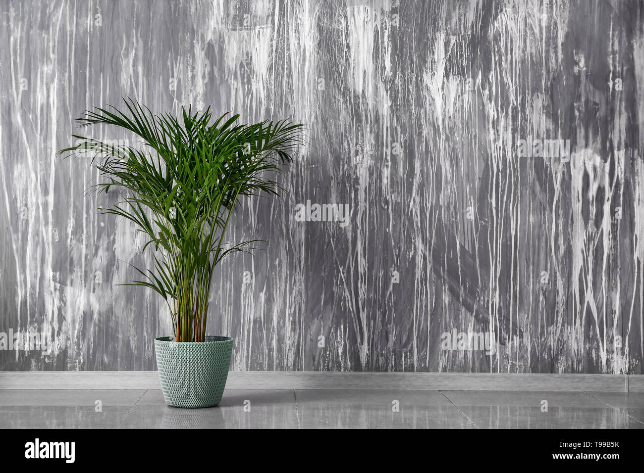Decorative Areca palm near grey wall Stock Photo