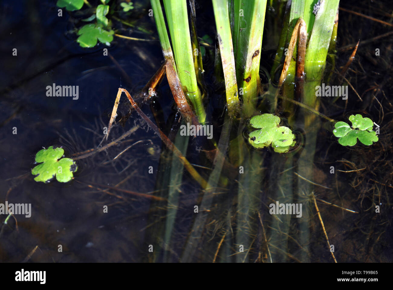 Green reeds growing in dark water, roots and small leaves close up ...