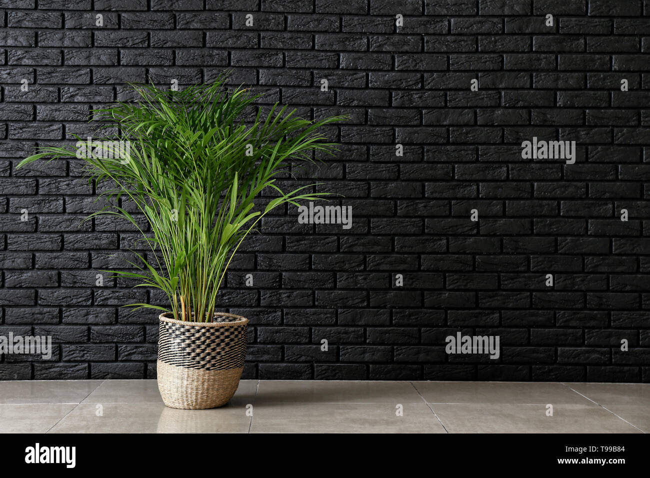 Decorative Areca palm near dark brick wall Stock Photo