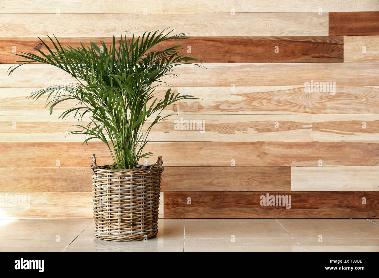 Decorative Areca palm near wooden wall Stock Photo