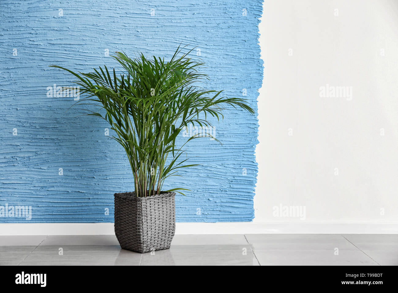 Decorative Areca palm near color wall Stock Photo