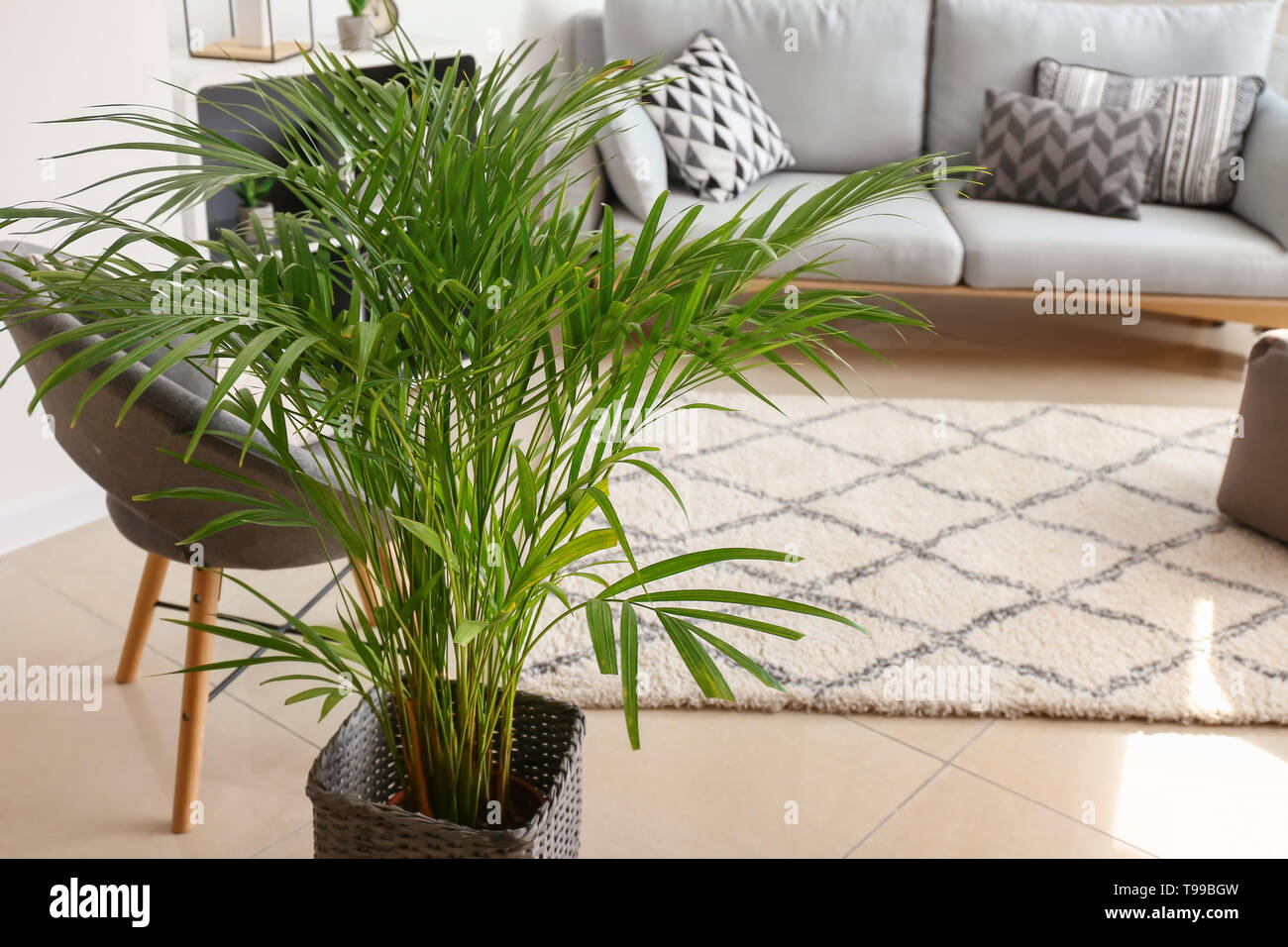 Decorative Areca palm in interior of room Stock Photo
