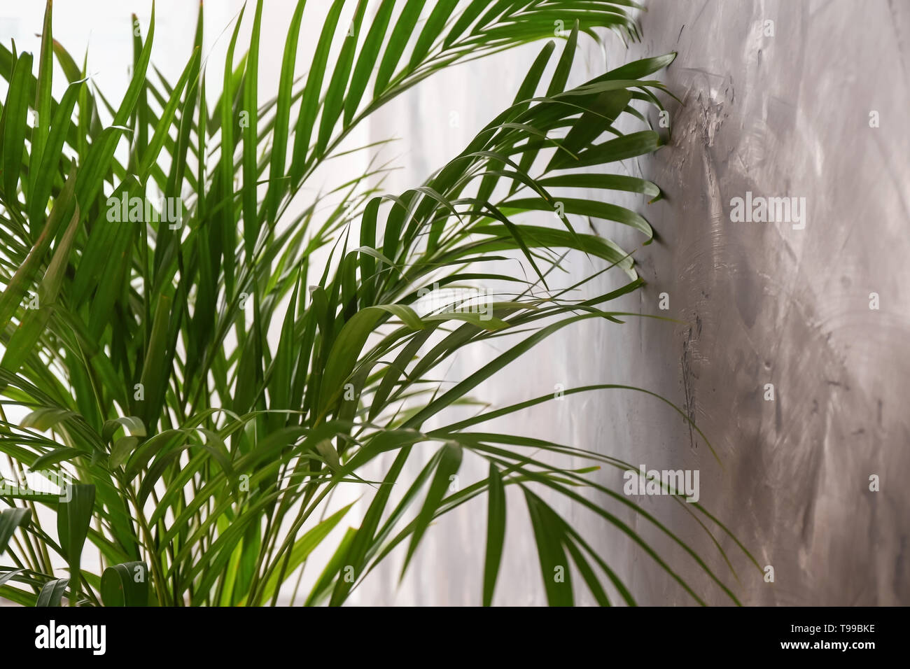 Decorative Areca palm near grey wall Stock Photo
