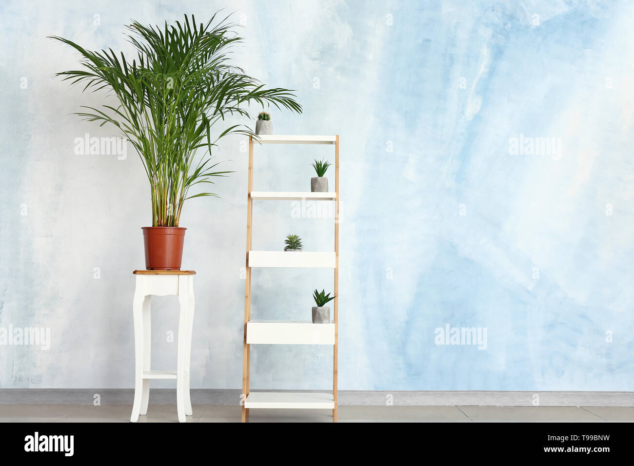 Decorative Areca palm with plants on shelving near color wall Stock Photo