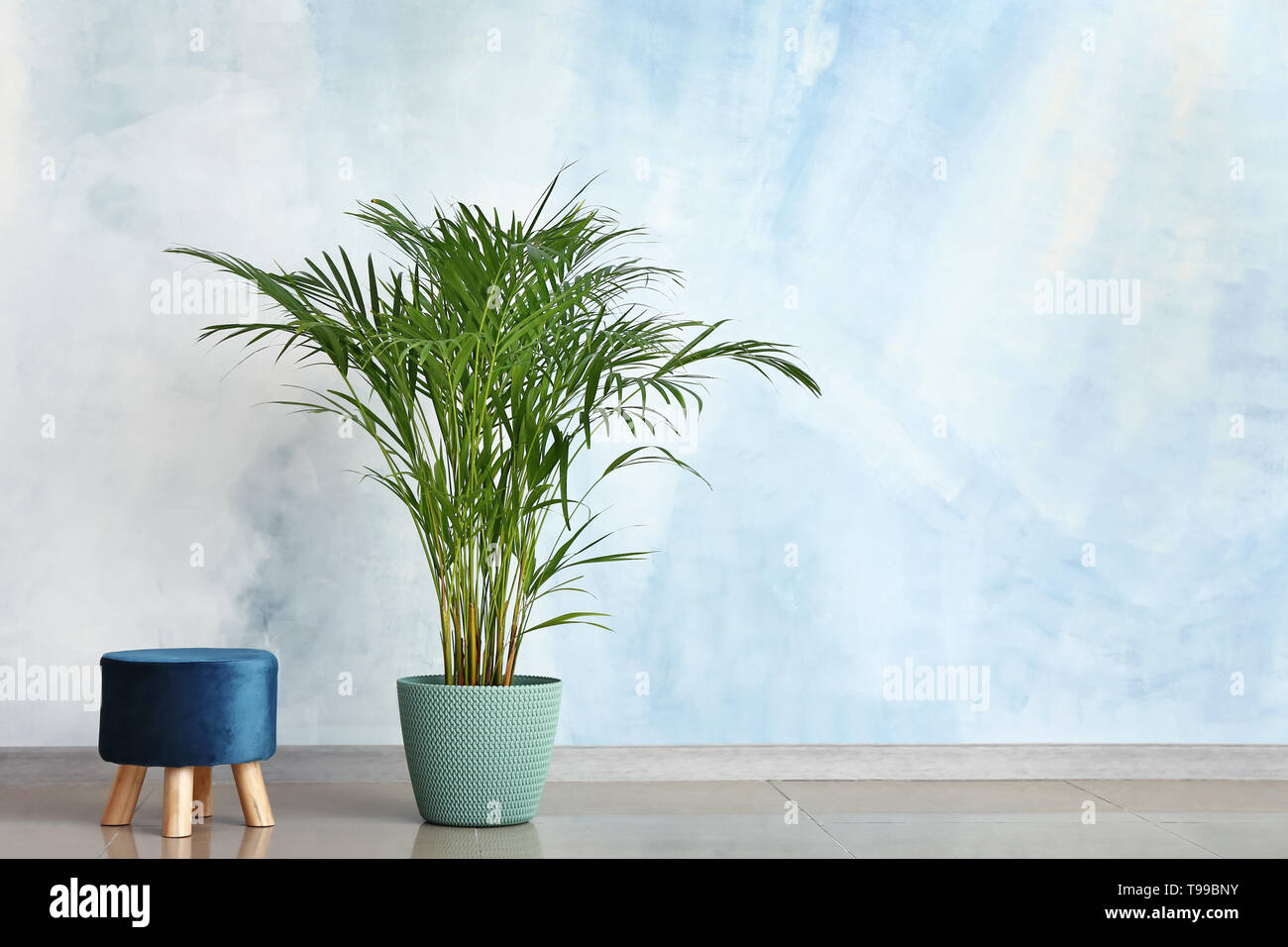 Decorative Areca palm with ottoman near color wall Stock Photo