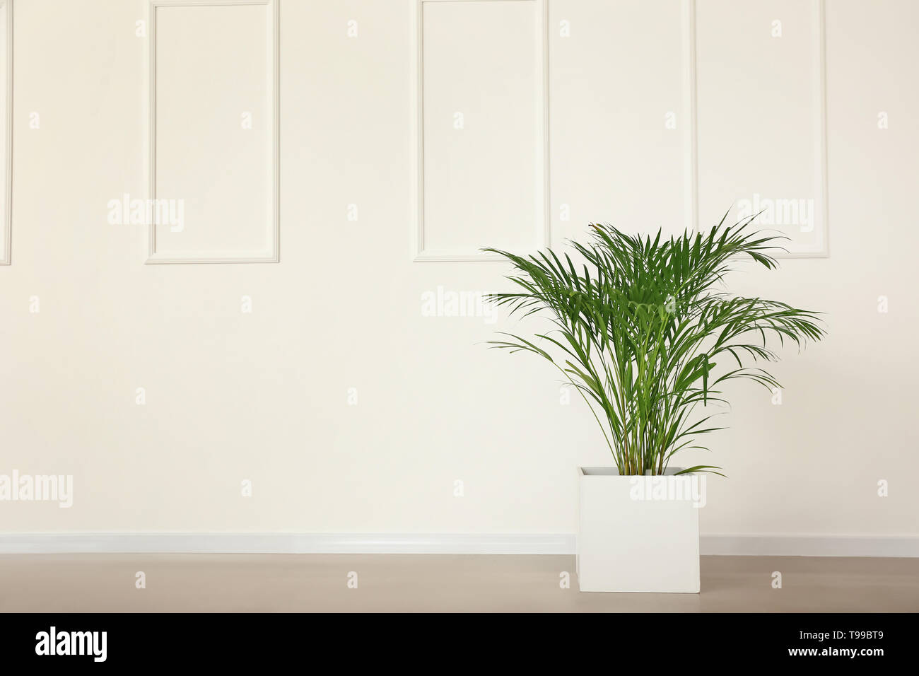Decorative Areca palm near light wall Stock Photo