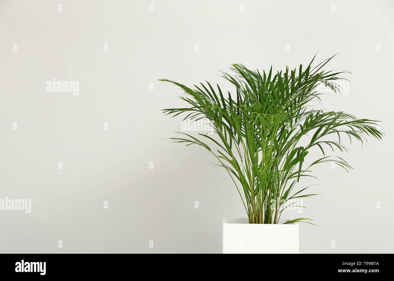 Decorative Areca palm on light background Stock Photo
