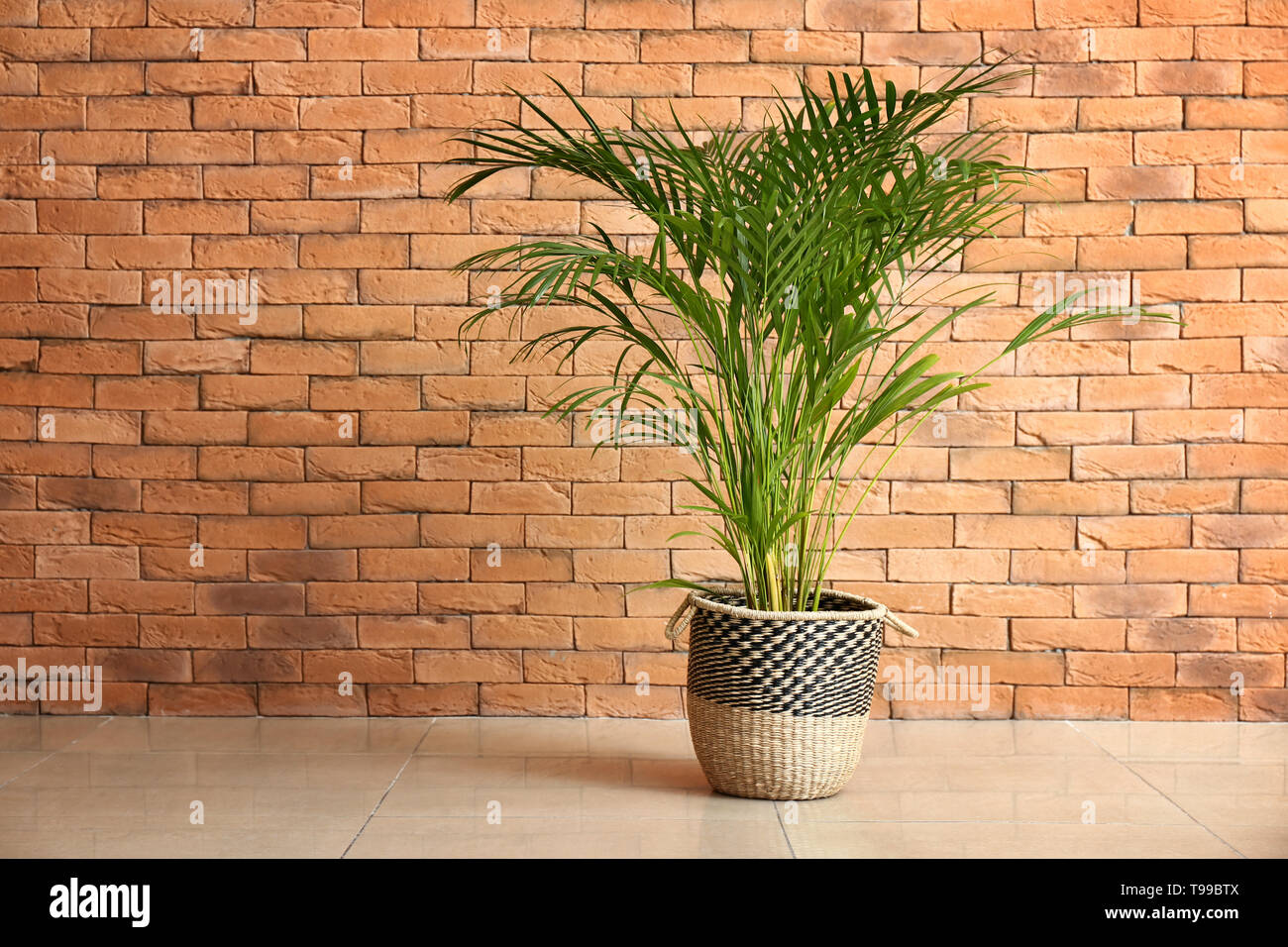 Decorative Areca palm near brick wall Stock Photo