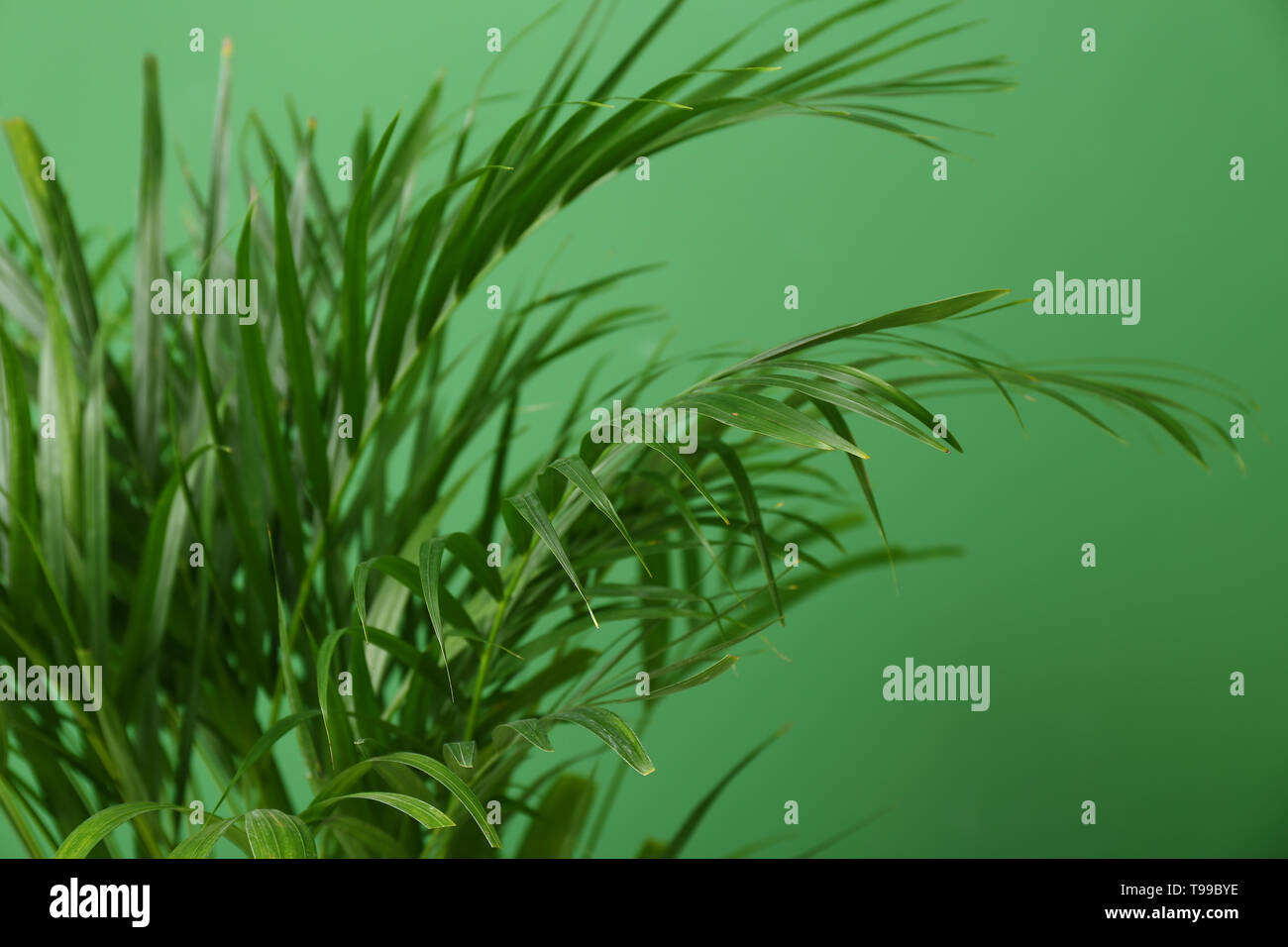 Decorative Areca palm on color background Stock Photo