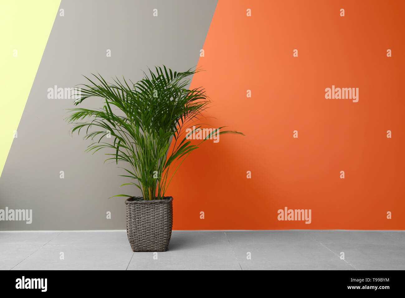 Decorative Areca palm near color wall Stock Photo