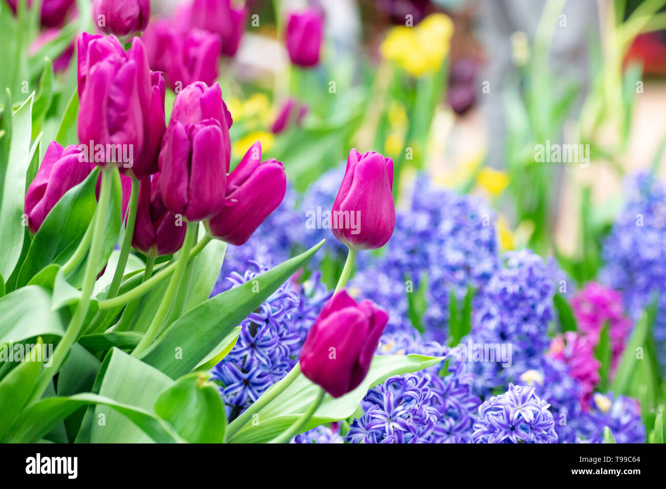 colorful of tulip flowers field in spring season, purple tulip Stock Photo