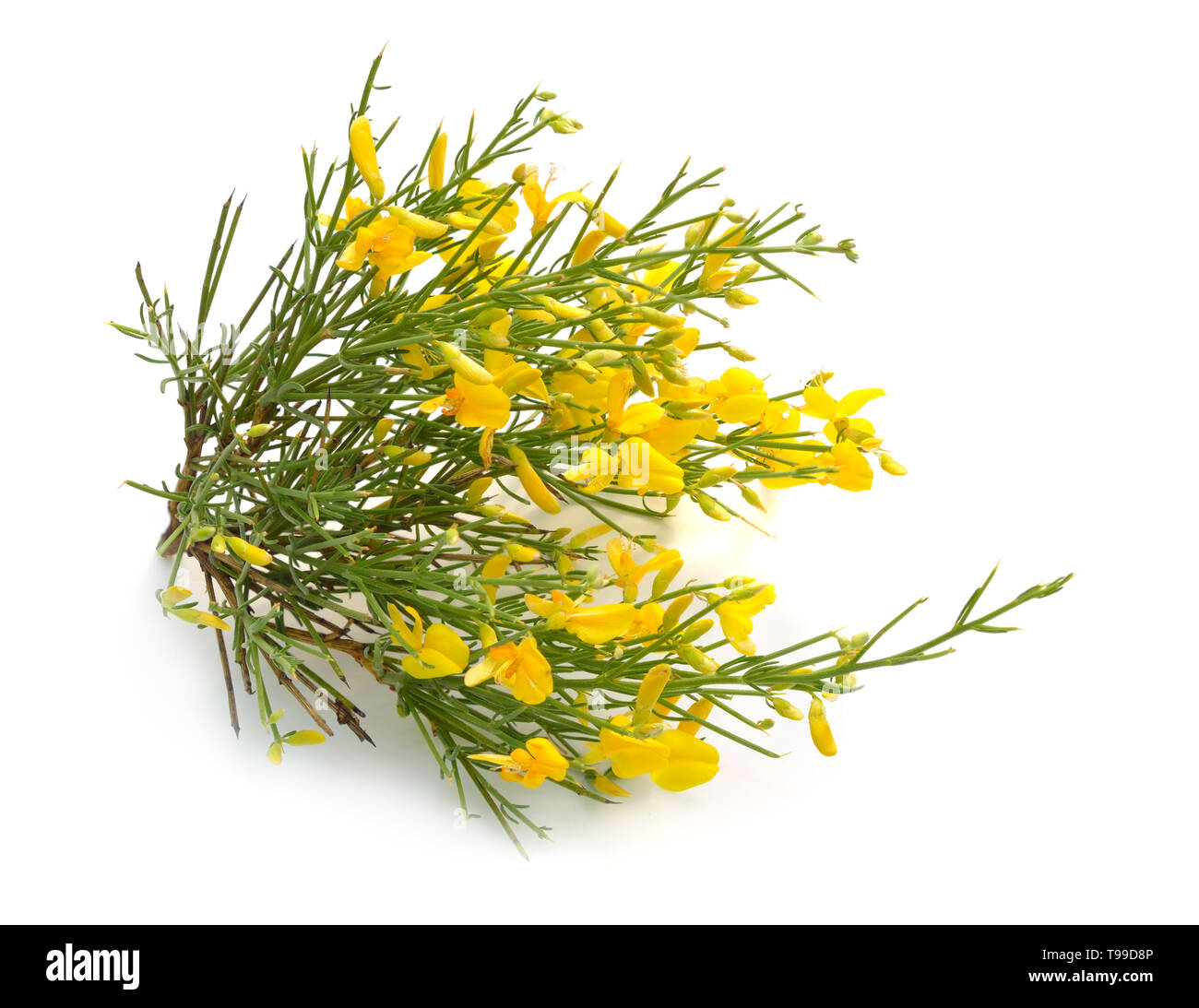 Genista corsica flowers isolated on white background. Stock Photo