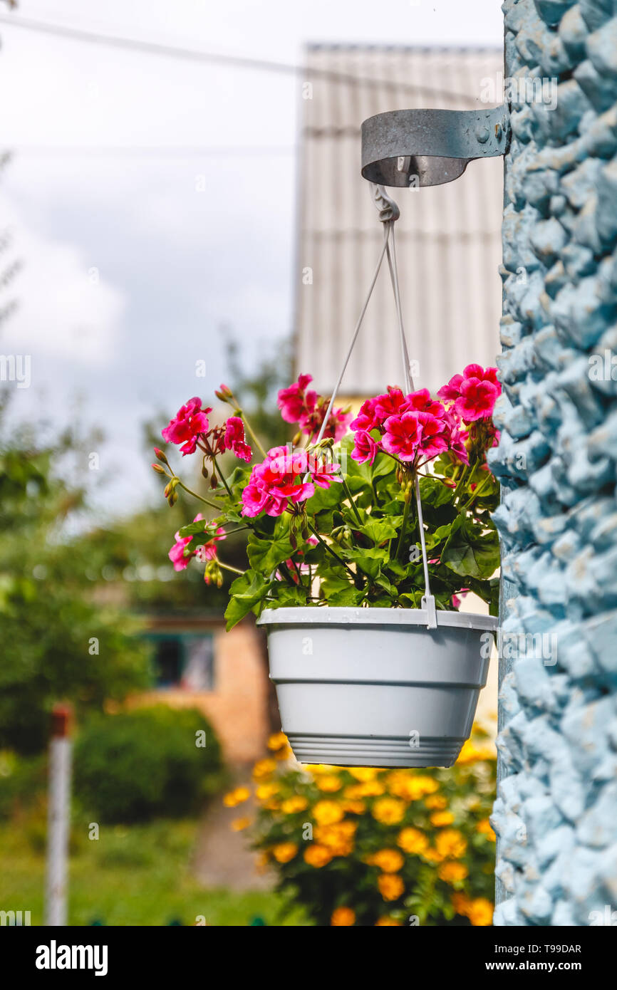 Decor outside the house, pink geraniums in a hanging flowerpot on the wall of the house. Stock Photo