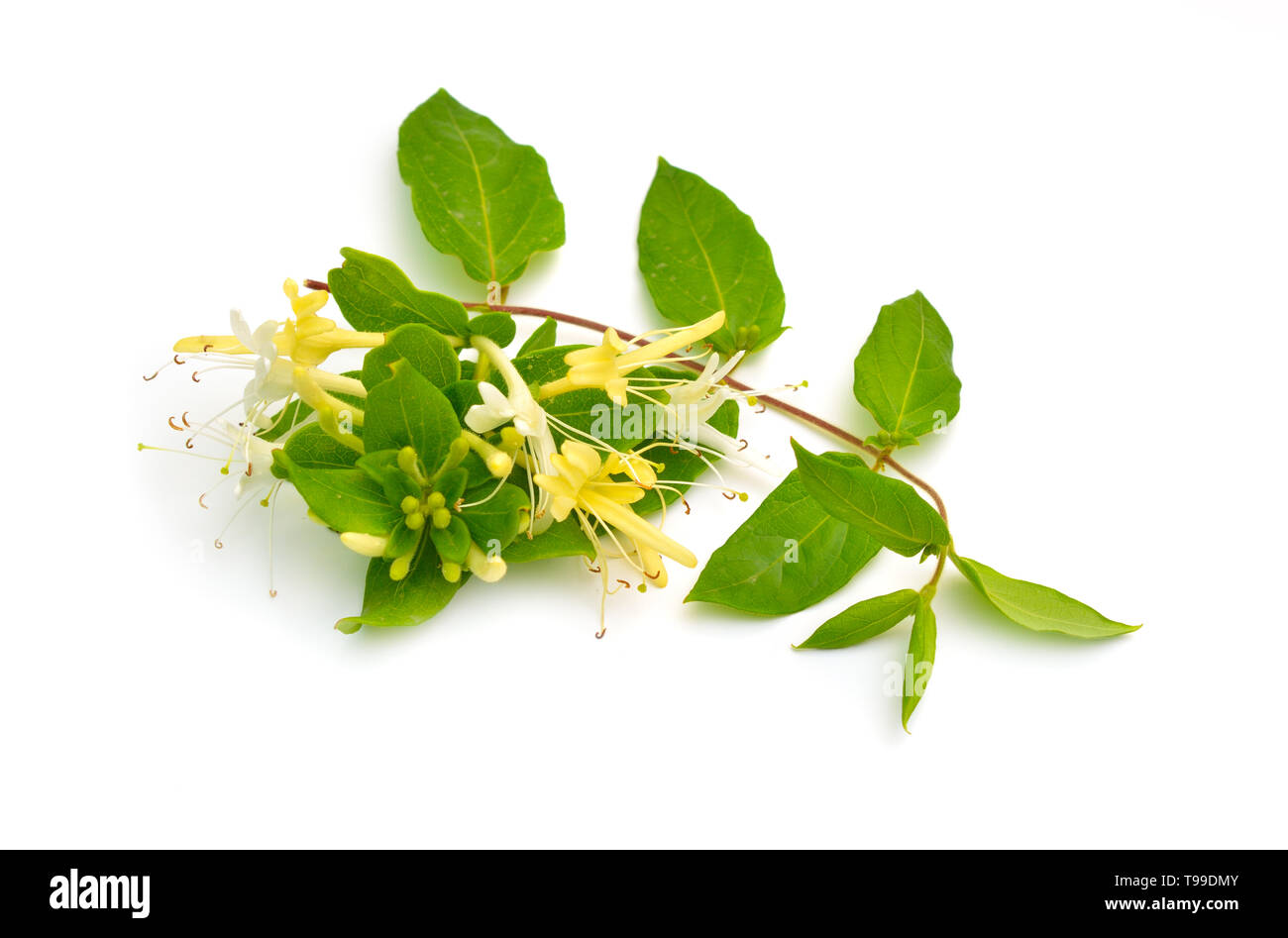 Lonicera japonica, known as Japanese honeysuckle and golden-and-silver  honeysuckle. Isolated on white Stock Photo - Alamy