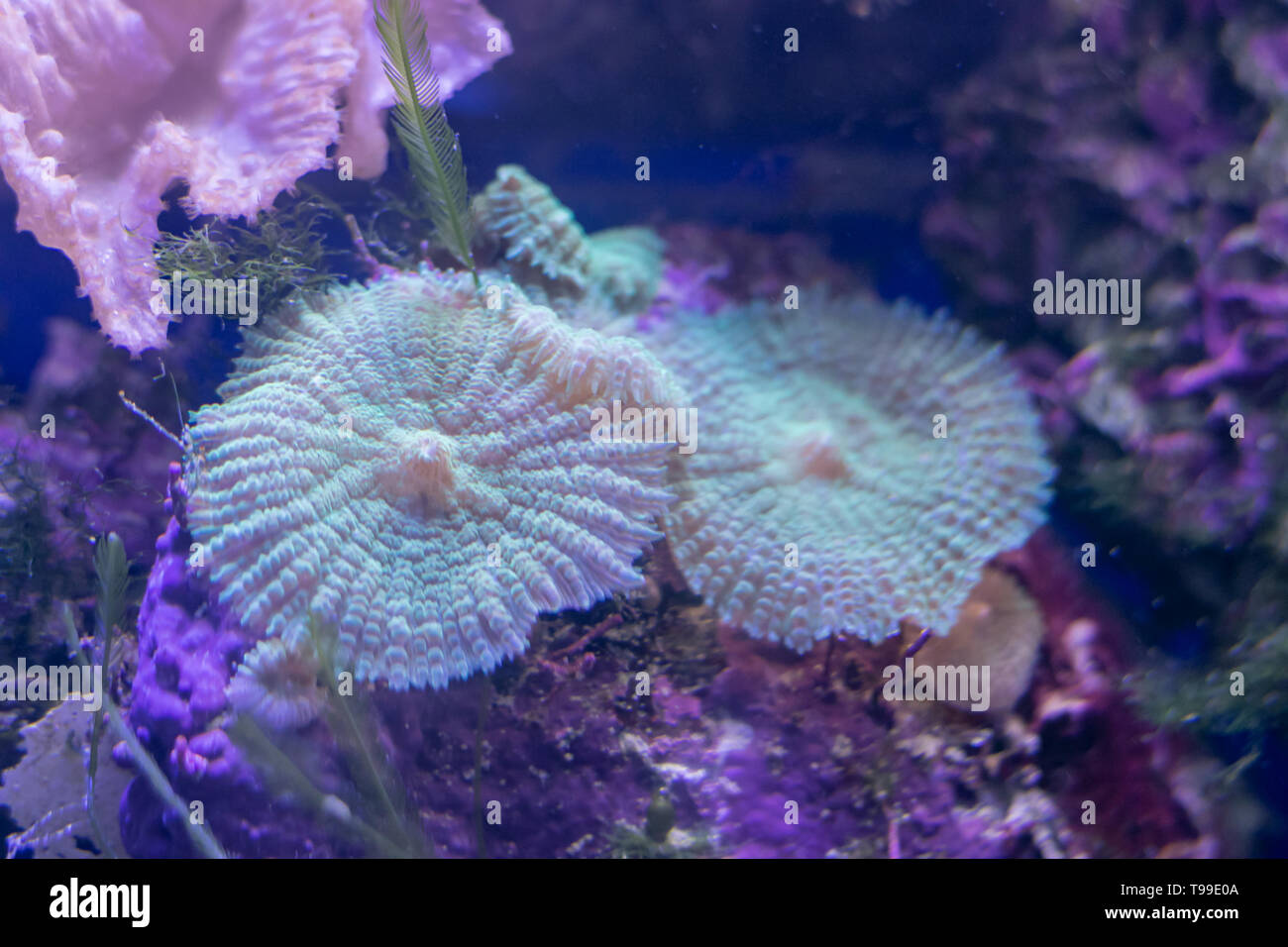 Beautiful sea flower in underwater world with corals and fish Stock ...