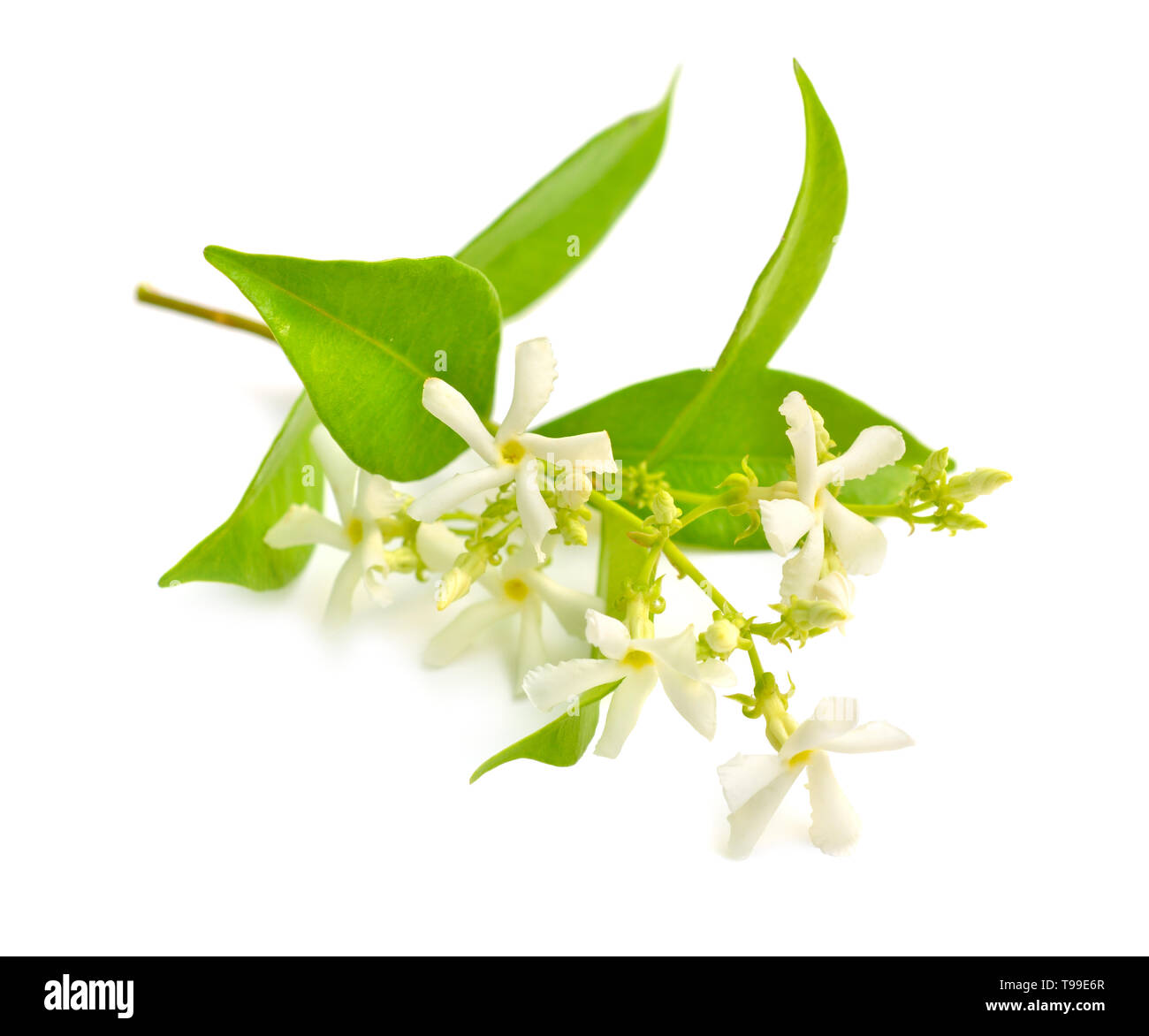 Sampaguita Cut Out Stock Images & Pictures - Alamy