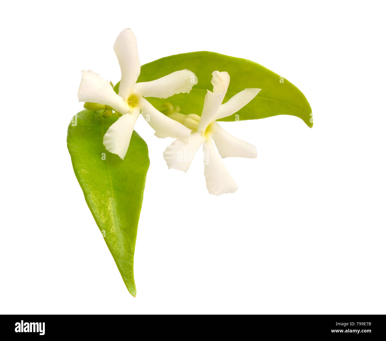 White Jasmine or Jasminum flowers. isolated on white background. Stock Photo