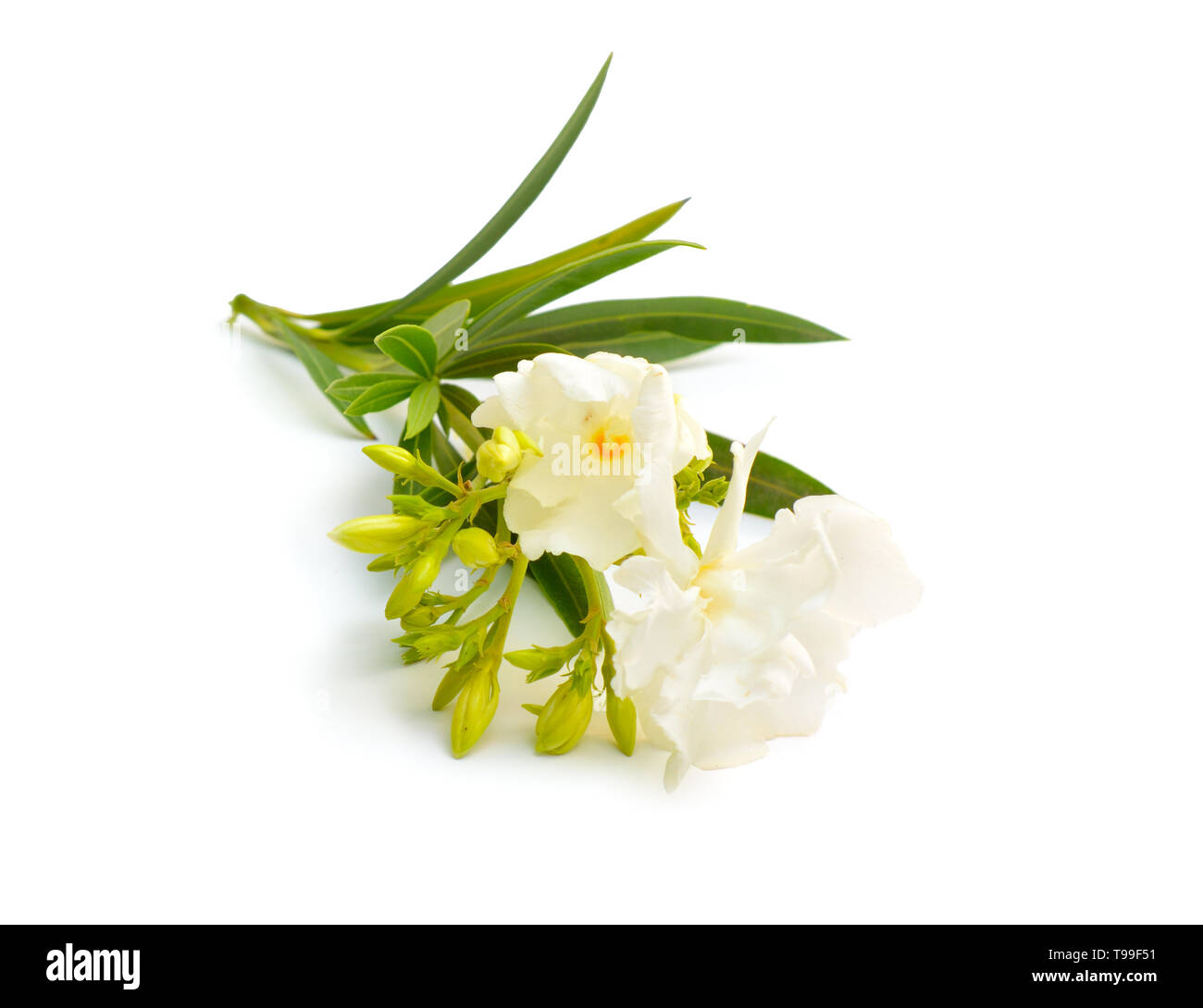 White Nerium oleander isolated on white background. Stock Photo