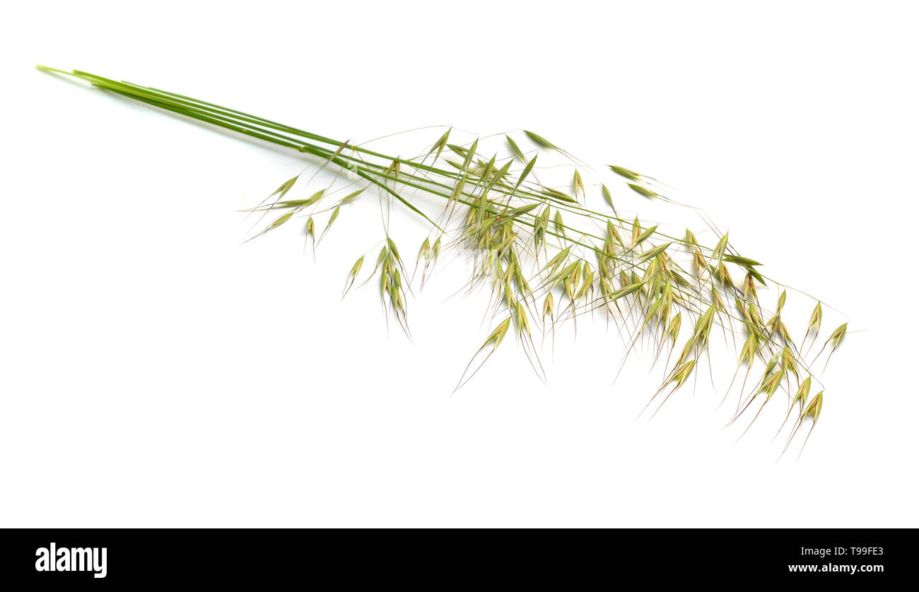 Avena fatuaor wild oat. Isolated on white background. Stock Photo