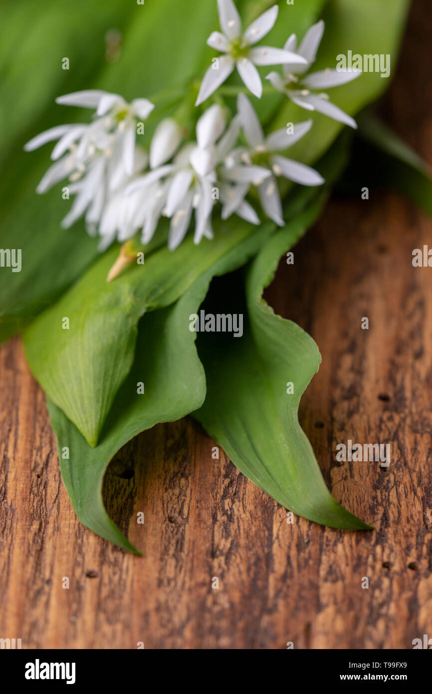 fresh bears garlic on wood Stock Photo
