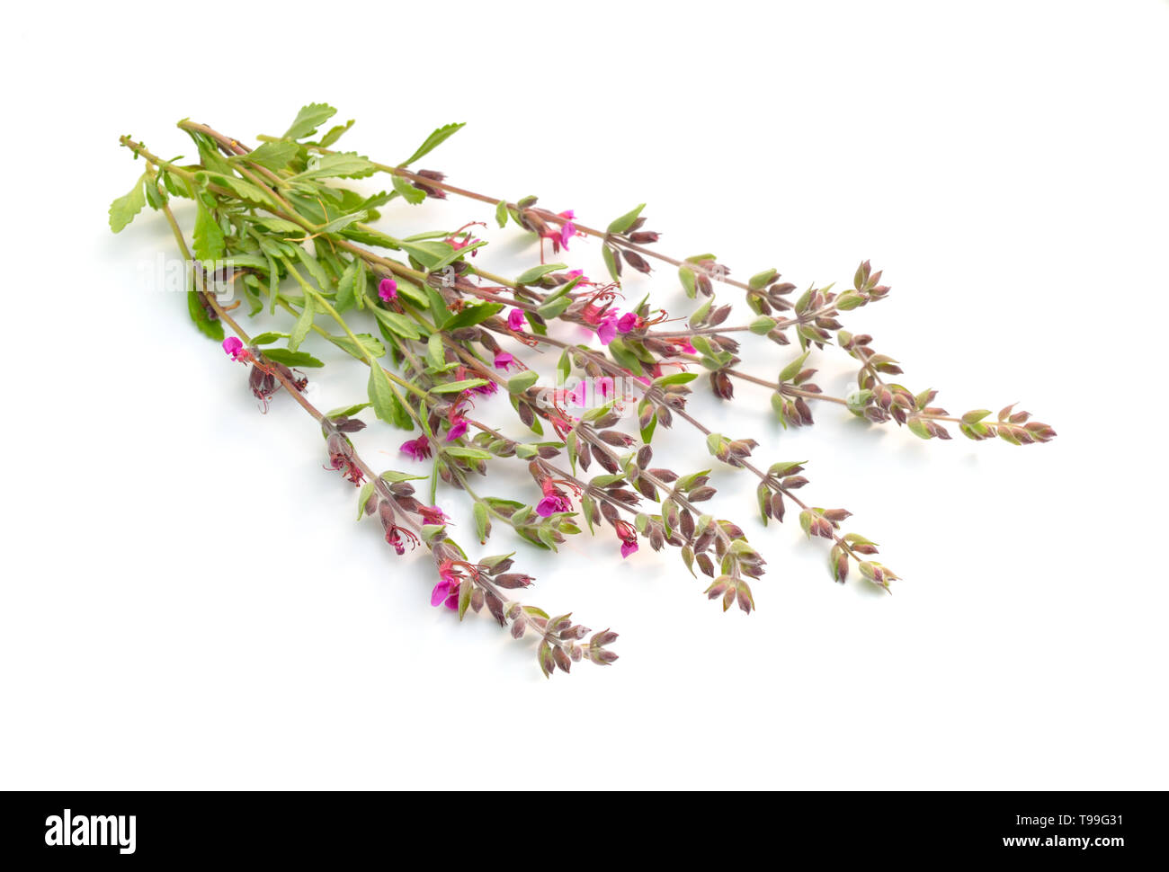 Teucrium or germanders. Isolated on white background. Stock Photo