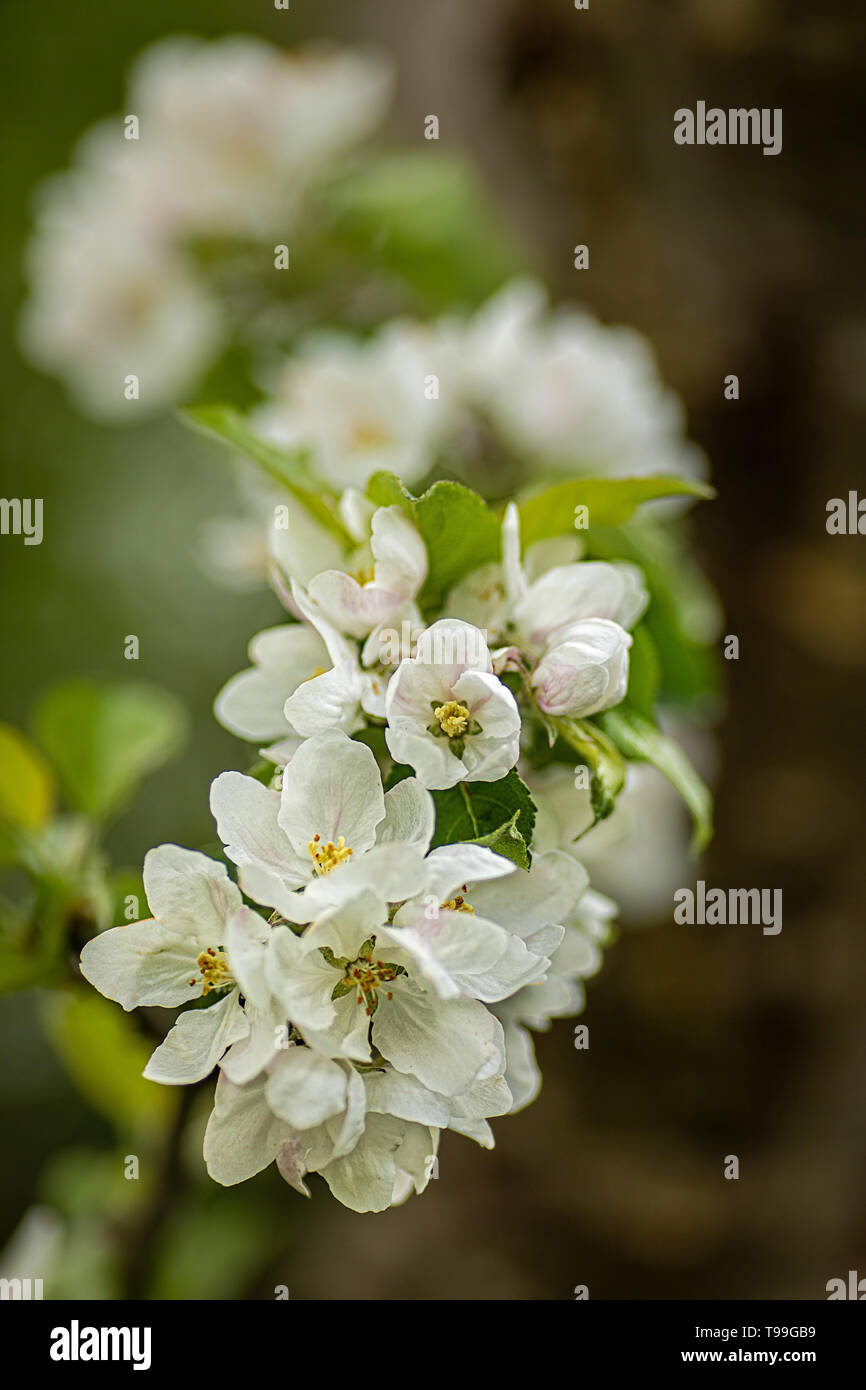fruit tree blossoms close up Stock Photo Alamy