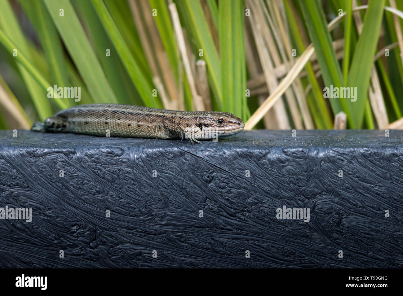 Female Common Lizard Stock Photo