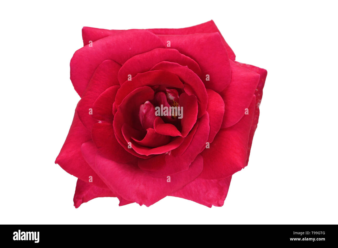 Red rose flower close up on an isolated white background Stock Photo ...