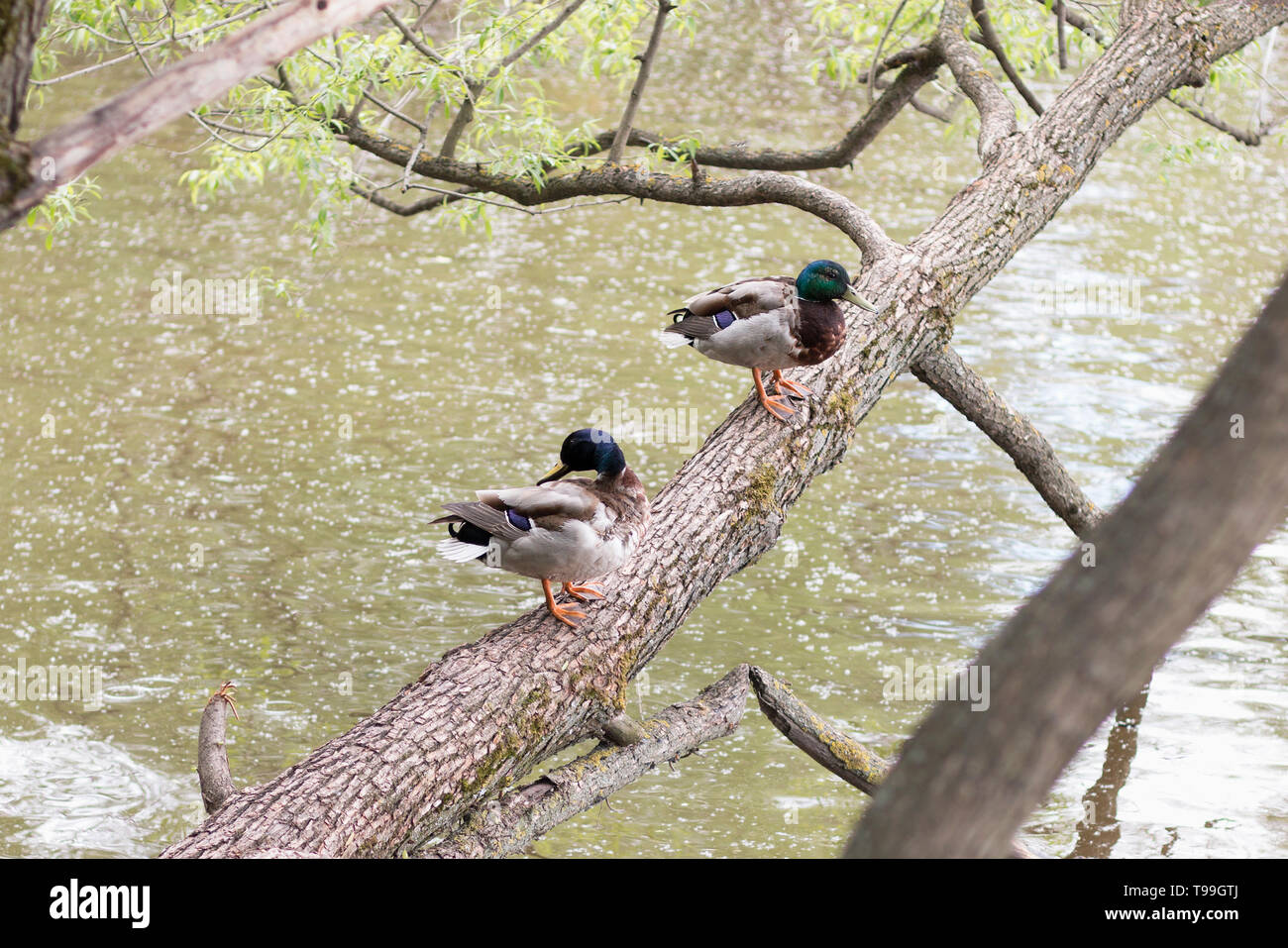 Wild ducks with a glossy bottle-green head are resting on a tree trunk by the river with water covered poplar fluff. Springtime Stock Photo