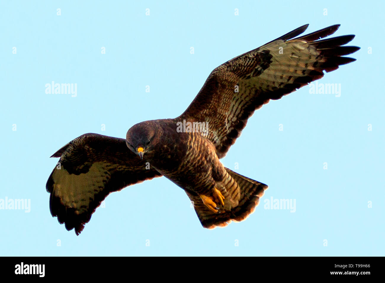 Bird Common Buzzard Buteo Buteo Hovering Over Fields