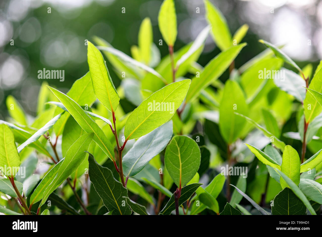 Bay leaf tree hires stock photography and images Alamy