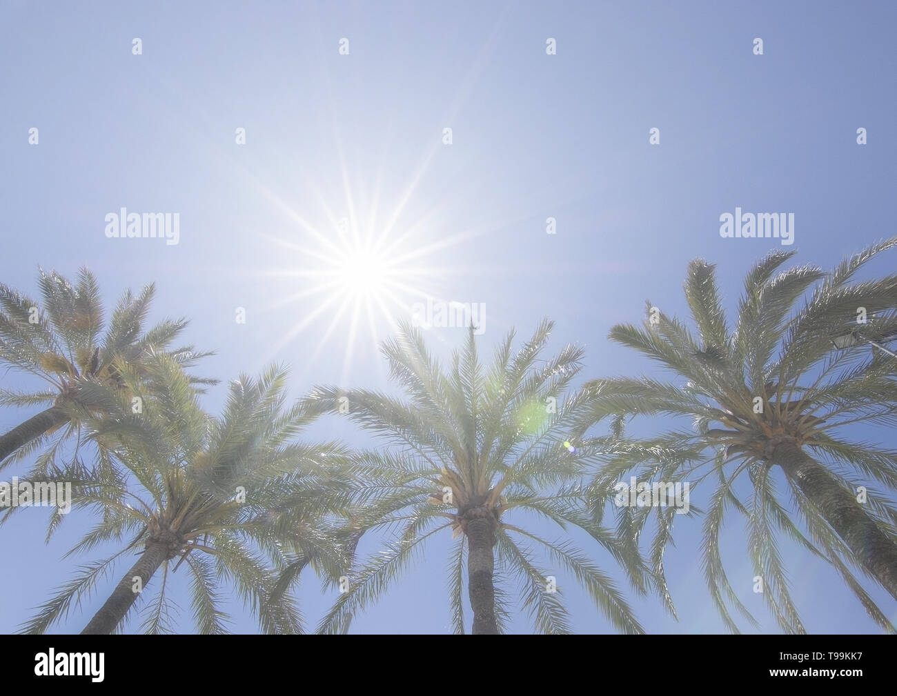 Bright sun with starry rays shines above palm trees on clear blue sky, global warming, vacation or freedom concept Stock Photo