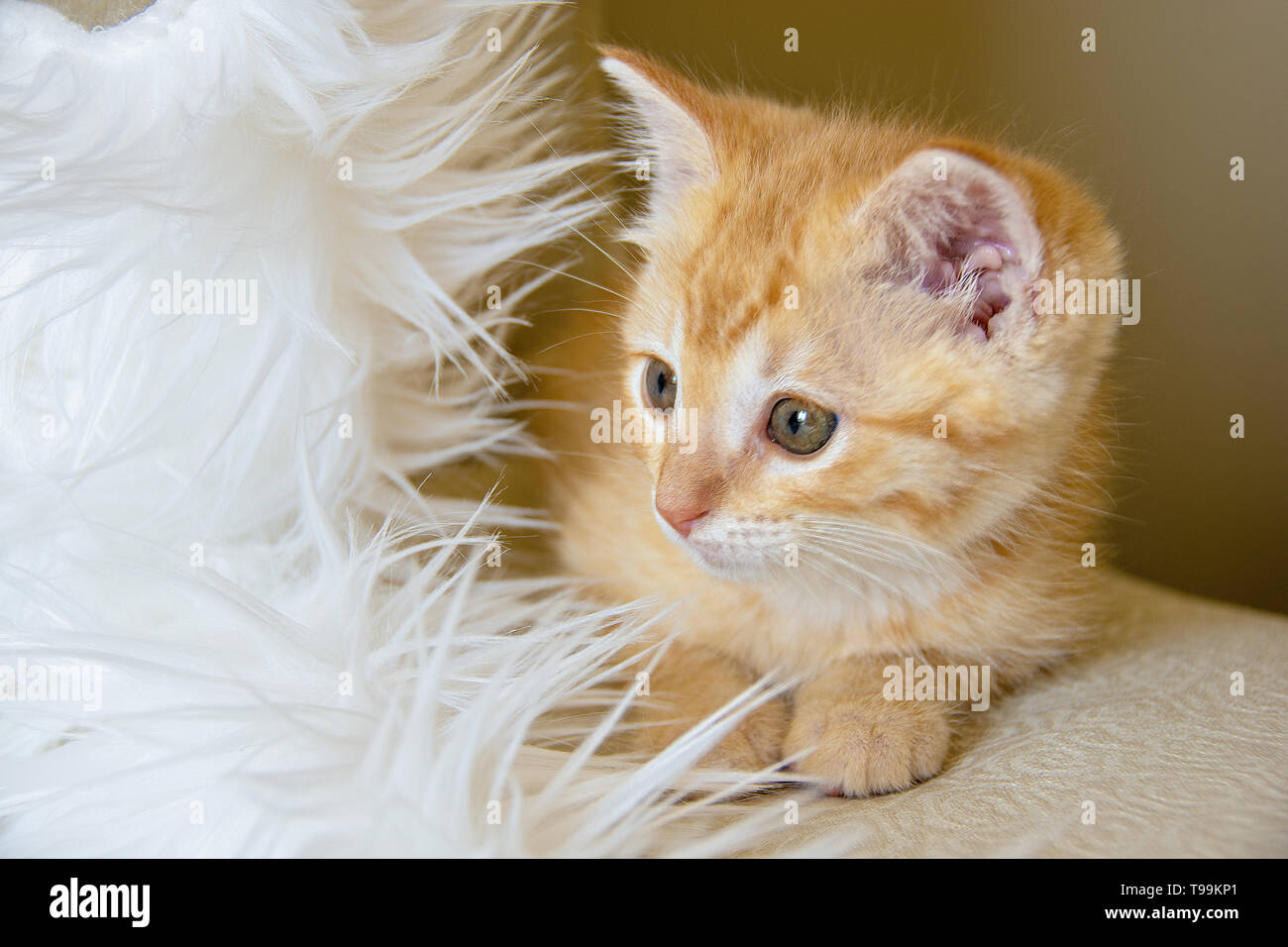 close up of orange tabby kitten with white fake fur pillow Stock Photo