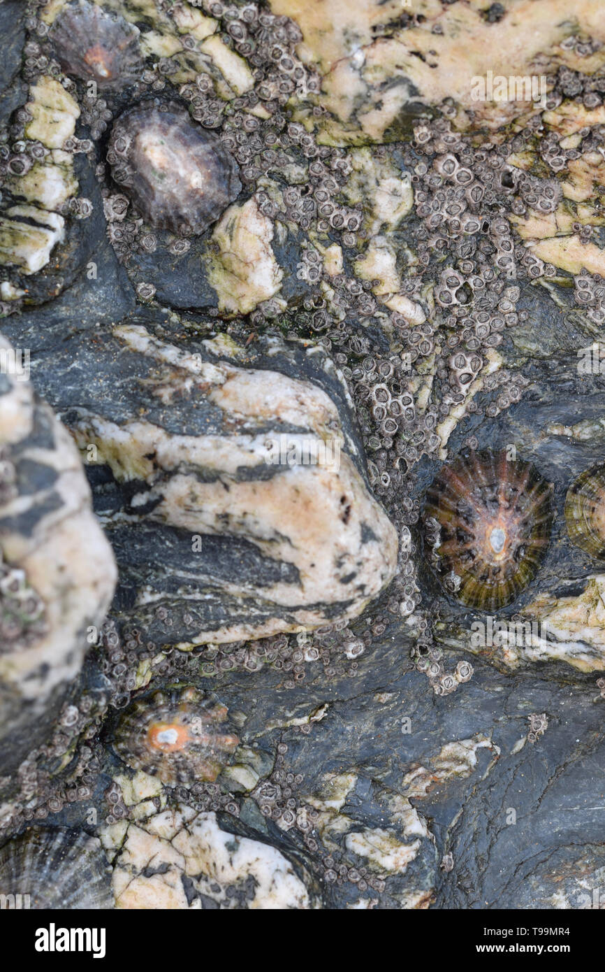 Limpets and barnacles living on slate on a Cornish Beach Stock Photo
