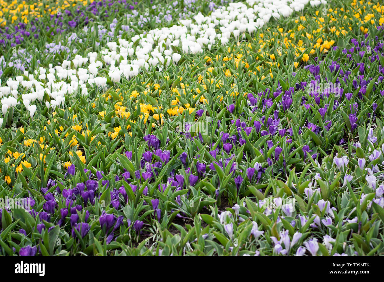 Multicolour tulip rows, Keukenhof garden, Lisse Stock Photo