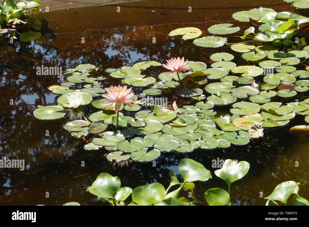 wonderful water flovers and green leaf in the water pool. Stock Photo