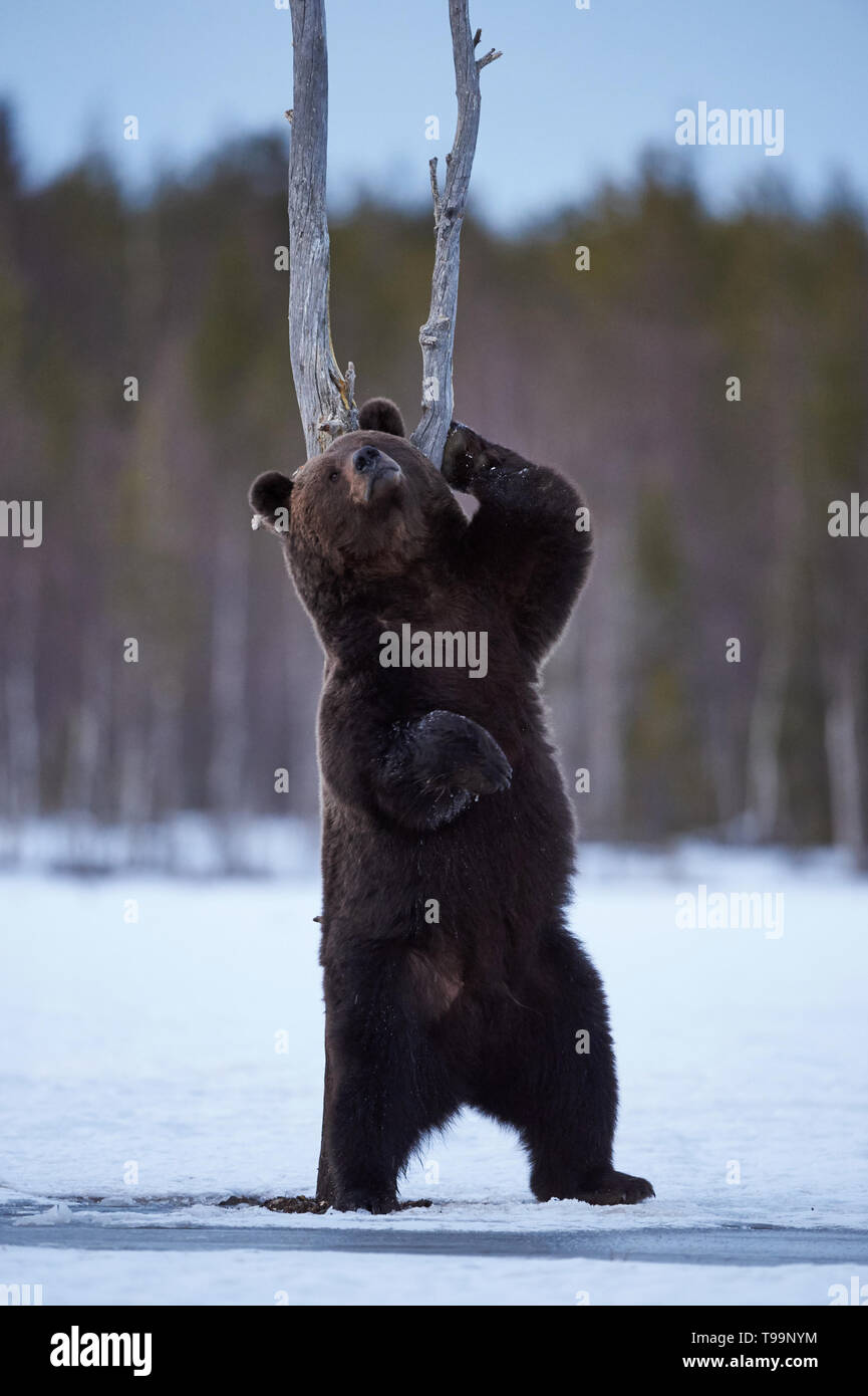 Big brown bear scratches his back with a dead tree Stock Photo